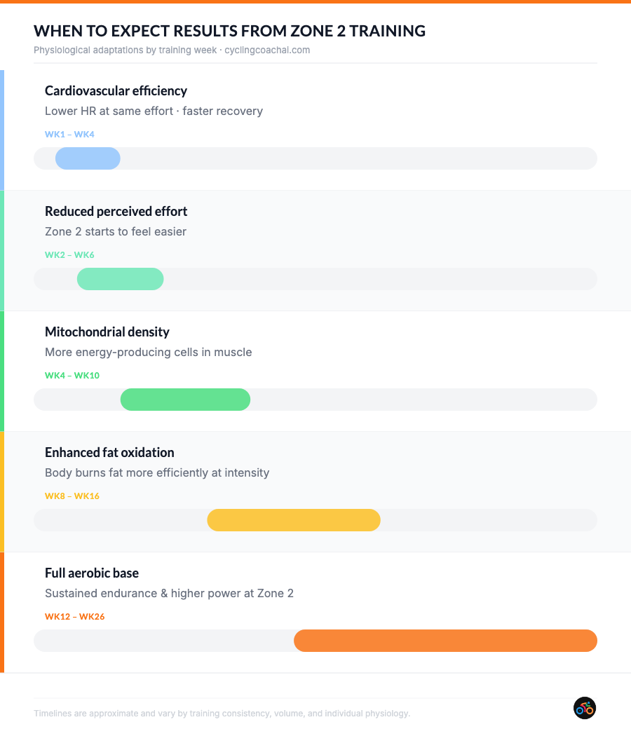 Timeline showing when to expect results from Zone 2 training — physiological adaptations from week 1 to week 26